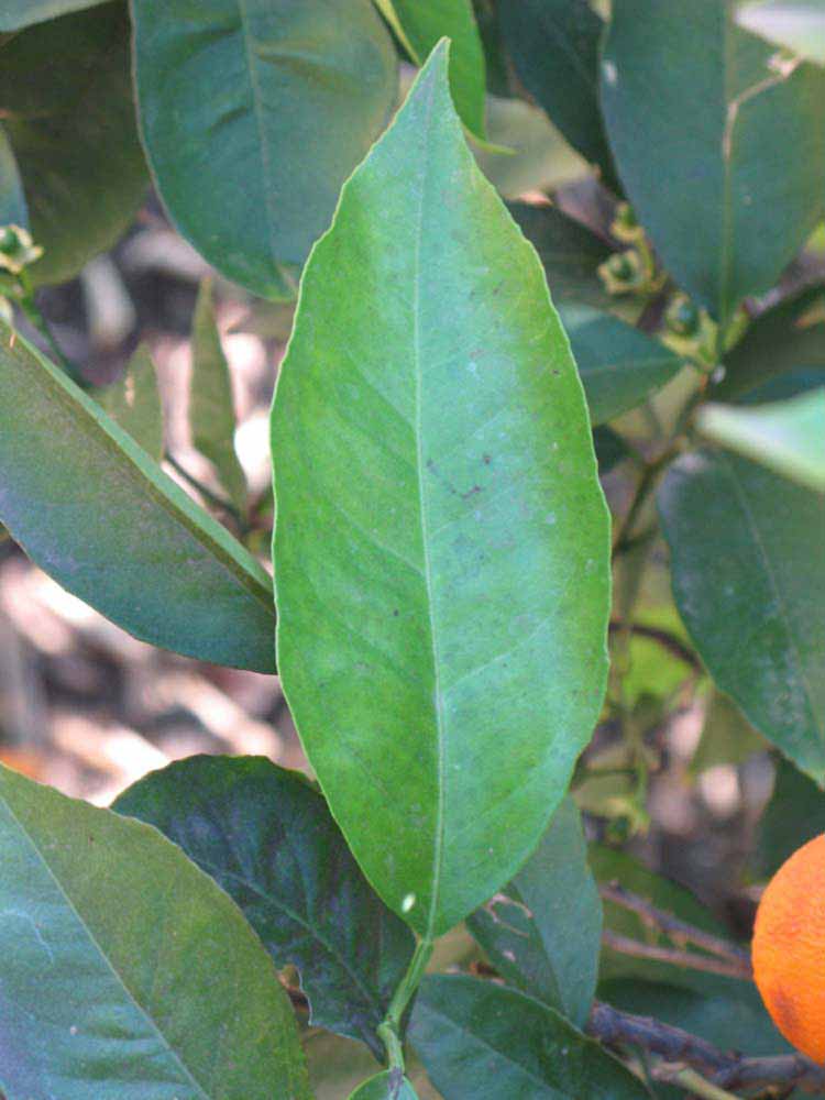              Unifoliolate leaf (Riverside, CA)       